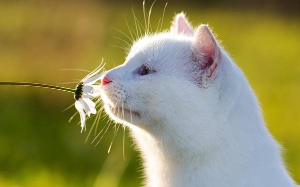 10 гуманных способов, как отвадить котов от грядок с фото