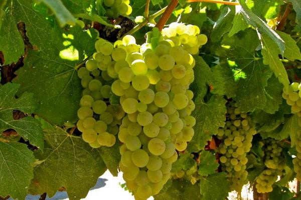 16 лучших винных сортов винограда - фото
