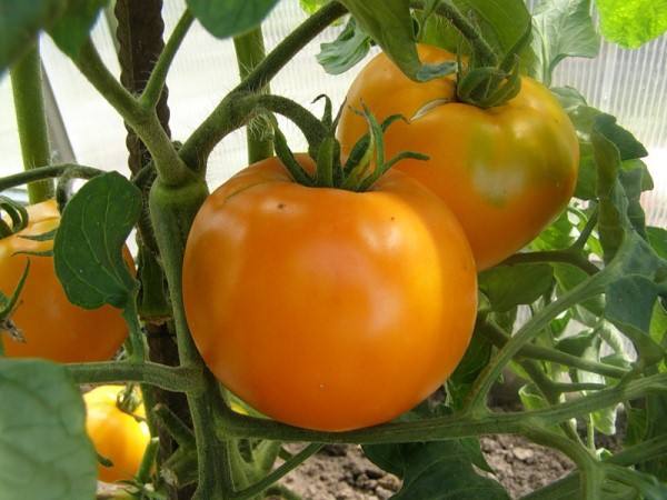 5 лучших желтых сортов помидор с описанием и названиями - фото