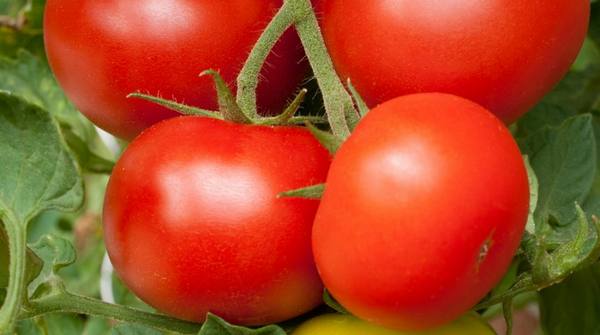 5 способов подвязки помидоров - фото