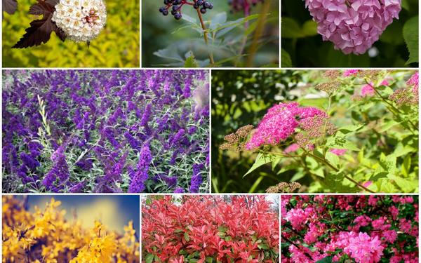 8 кустарников, которые преобразят ваш сад за самое короткое время с фото