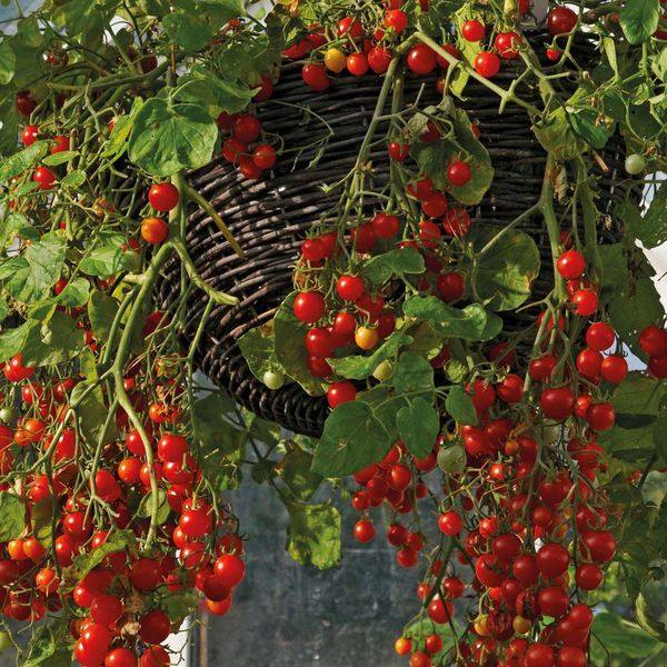 Правильное выращивание ампельных сортов помидоров с фото