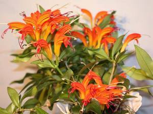 Цветок эсхинантус: фото, уход в домашних условиях, размножение - фото
