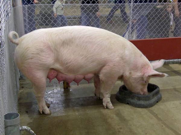 Об аскаридозе свиней - фото