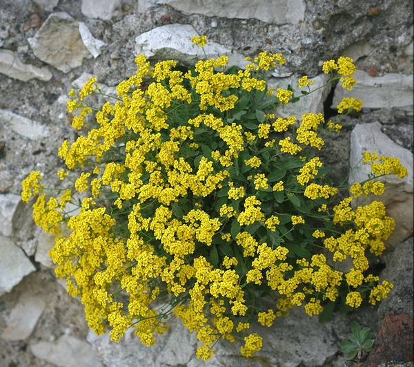 Ауриния скальная - растение, цветущее весной с фото