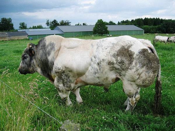 Бельгийские голубые коровы: особенности породы - фото