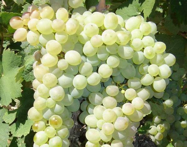 Белый виноград и его полезные свойства - фото