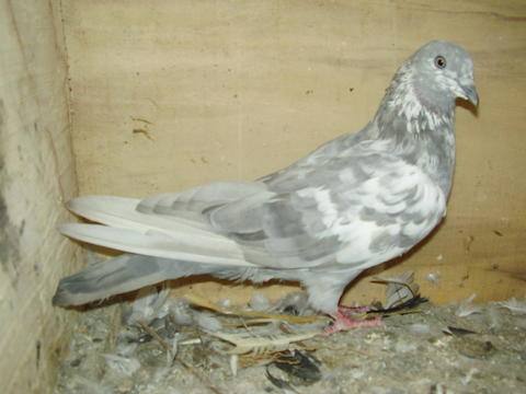 Болезни голубей и как их лечить обзор