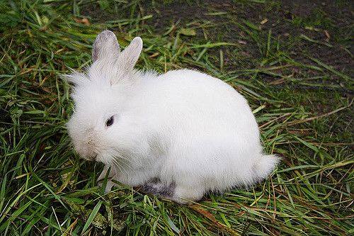 Какие бывают симптомы болезней у кроликов и как их лечить - фото