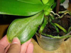 Болезни орхидеи фаленопсис и способы их лечения с фото - фото