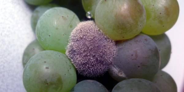 Болезнь винограда - серая гниль - фото
