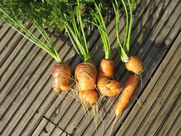 Высокий урожай: как защитить морковь от болезней и вредителей - фото
