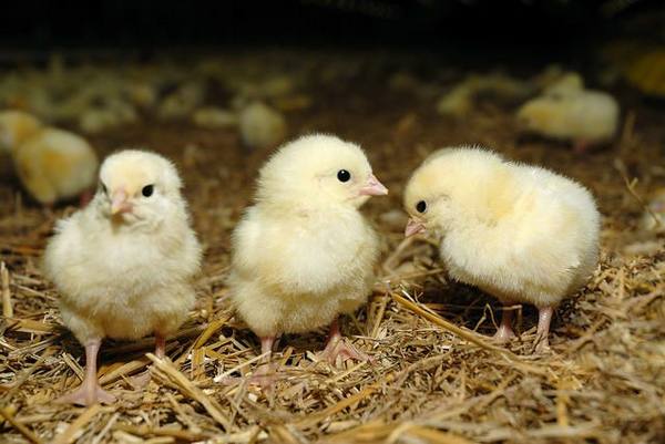 Правильное кормление новорожденных цыплят - фото