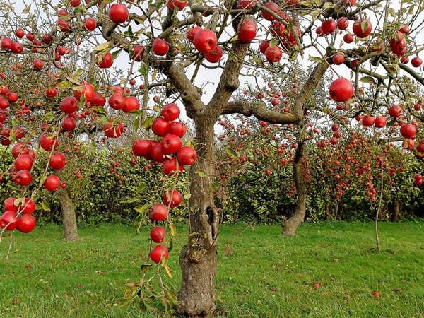 Чем обрабатывать яблони весной - фото