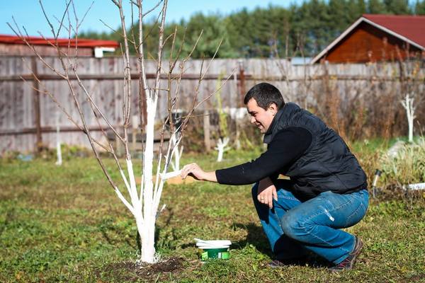Чем обработать деревья и кусты в саду весной от вредителей с фото