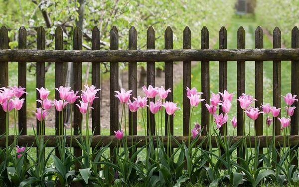 Чем подкормить тюльпаны весной и после цветения - фото