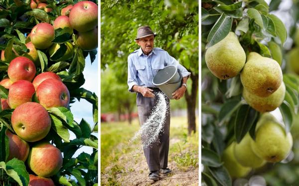 Чем подкормить яблоню и грушу осенью для лучшей зимовки и богатого урожая с фото