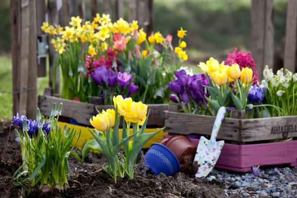 Чем подкормить тюльпаны весной с фото