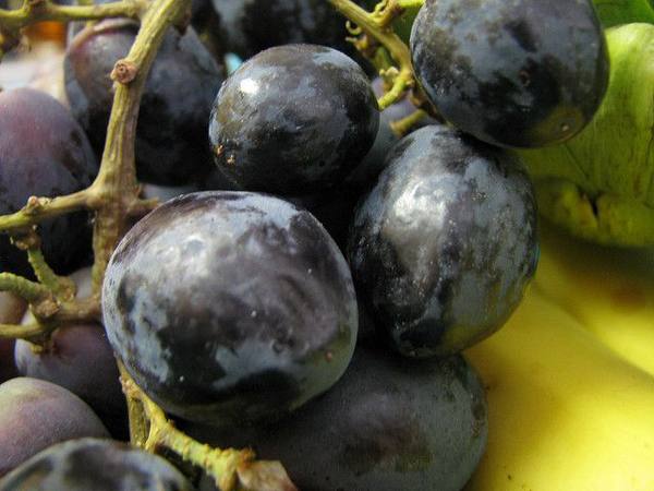 Полезные свойства черного винограда - фото