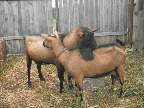 Чешские козы - фото