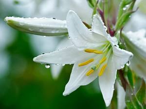 Как выглядят белые цветы лилии: описание и фото - фото