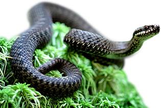 Что такое ультразвуковой отпугиватель змей и как он действует? - фото