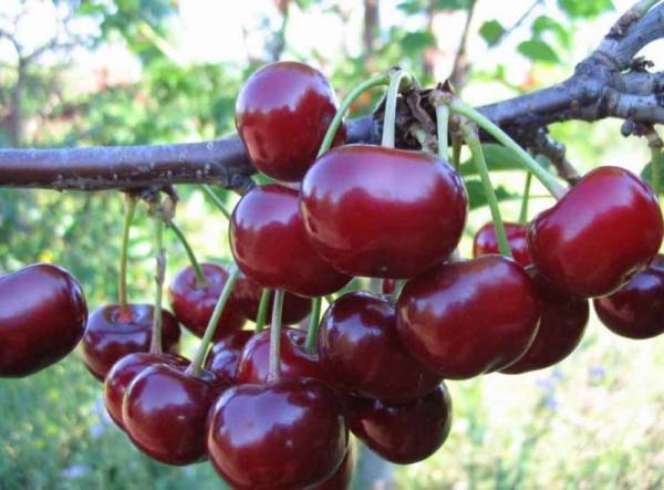 Подробное описание сорта вишни Чудо-вишня с фото