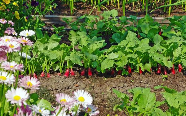 Декоративный огород, или как выращивать цветы и овощи на одной грядке с фото