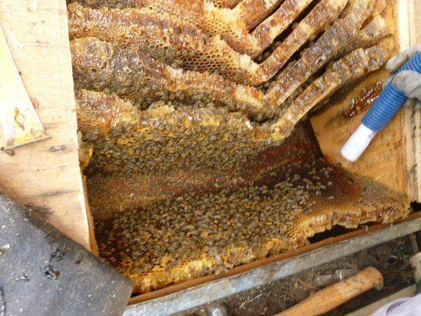 Полезные свойства и противопоказания дикого мёда - фото