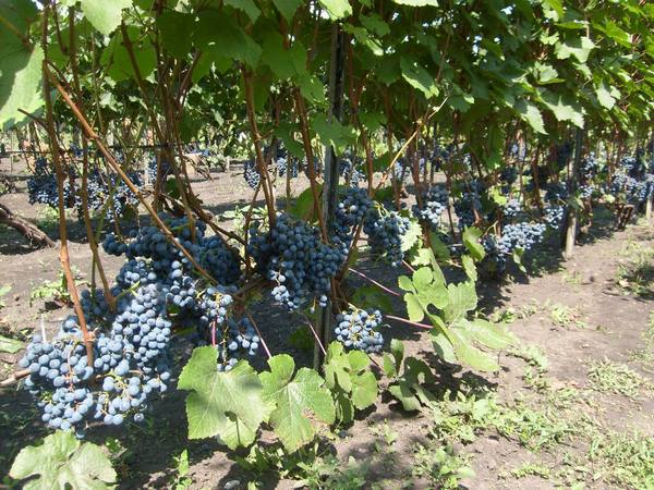 Время выращивать ранний и зимостойкий экспресс виноград - фото