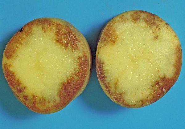 Как правильно бороться с фитофторозом картофеля с фото