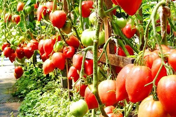 Способы формирования томатов с фото