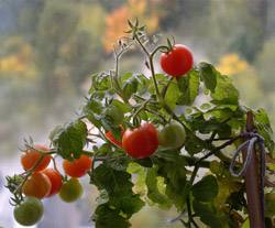 Томаты в теплице: как правильно формировать куст помидора - фото