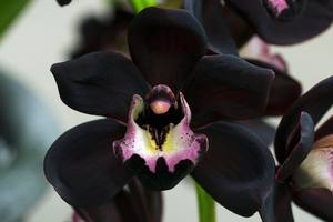 Фаленопсис - цветок черная орхидея, как он выглядит на фото - фото
