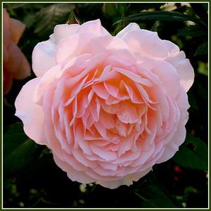 Пионовая роза — цветок похожий на пион - фото