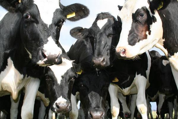 Основные характеристики голштинской породы коров - фото