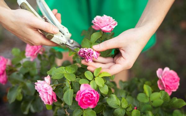Готовим розы к зиме  13 полезных советов для начинающих цветоводов - фото