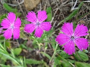 Гвоздика: описание растения и фото цветков - фото