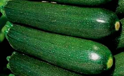 Основные характеристики выращивания кабачка цунеша - фото
