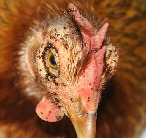 Блохи куриные: как избавить птиц от вредителей с фото