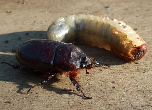 Личинки майского жука и методы борьбы с ними с фото