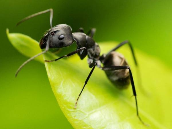 Как бороться с муравьями в теплице - фото