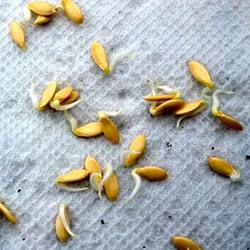 Как правильно и быстро прорастить семена огурцов для посадки в домашних усл ... - фото