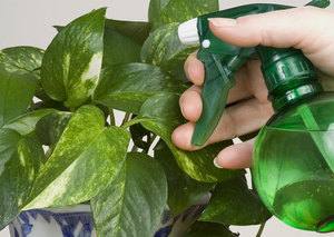 Заметка цветоводу: как бороться с белокрылкой на комнатных растениях - фото