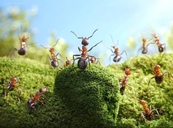 Как избавиться от муравьев на дачном участке? - фото