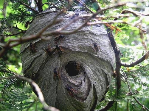 Как избавиться от осиного гнезда на даче - фото