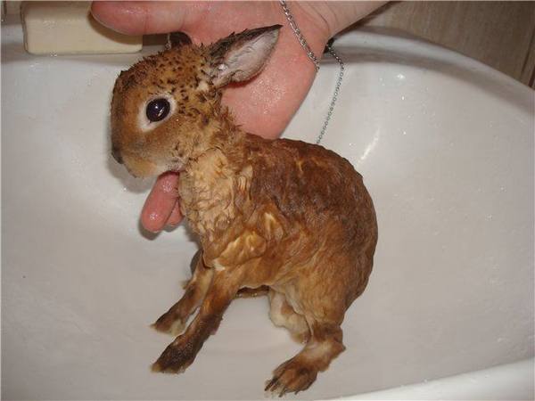 Как правильно купать кролика с фото