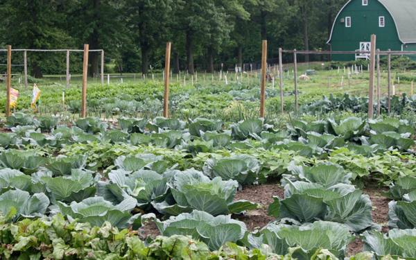 Как получить хороший урожай капусты даже в холодное дождливое лето с фото