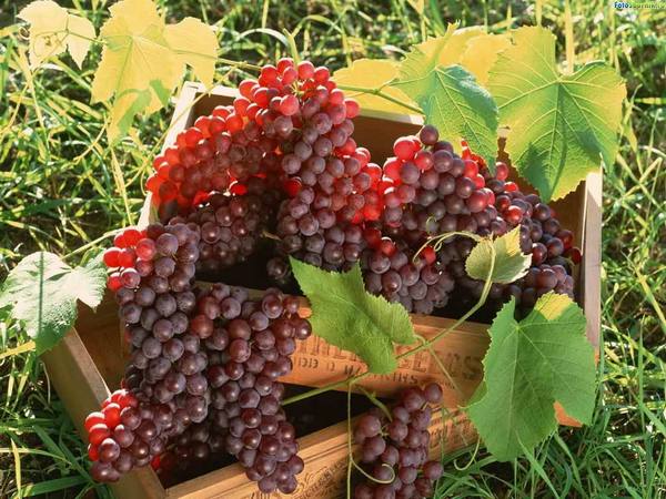 Как посадить саженцы винограда весной - фото