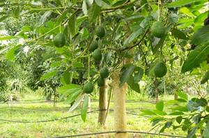 Как растёт дерево авокадо в домашних условиях, принцип роста - фото